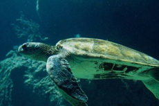 St. Thomas Scuba Diving cruise excursion
